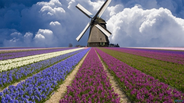 Hollandia Tulipánvirágzáskor