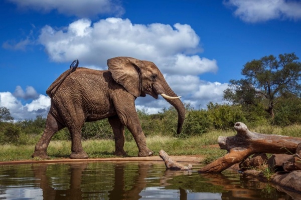AZ IGAZI DÉL-AFRIKA & VIKTÓRIA-VÍZESÉS - CHOBE NEMZETI PARK