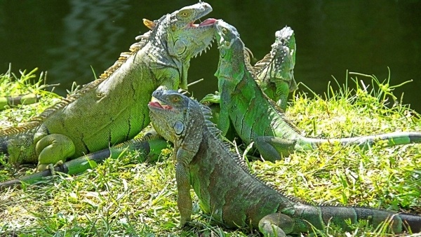 KOLUMBIA ÉS PANAMA - A KÁVÉ ÚTJÁN ****