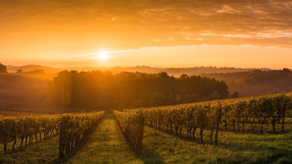 BORDEAUX - CSOPORTOS VÁROSLÁTOGATÁS ***