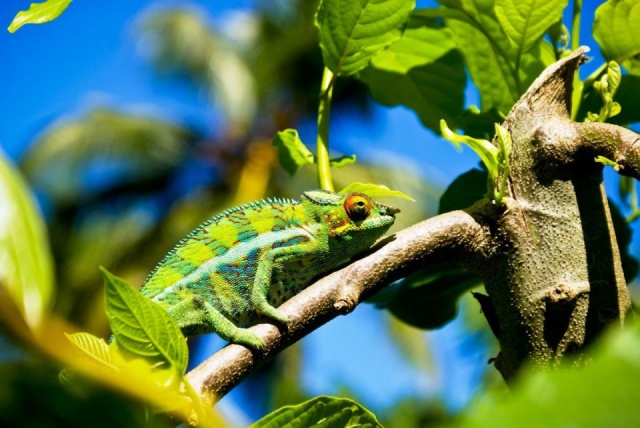 Nyári kalandok Madagaszkáron pihenéssel Nosy Be szigetén - kiscsoportos körutazás és nyaralás