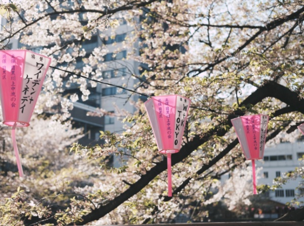 TOKIÓ ÉS SZÖUL VIRÁGZÓ TAVASZA - Hanami és Beotkkot - A cseresznyevirágzás legszebb pillanatai Kelet-Ázsiában ***