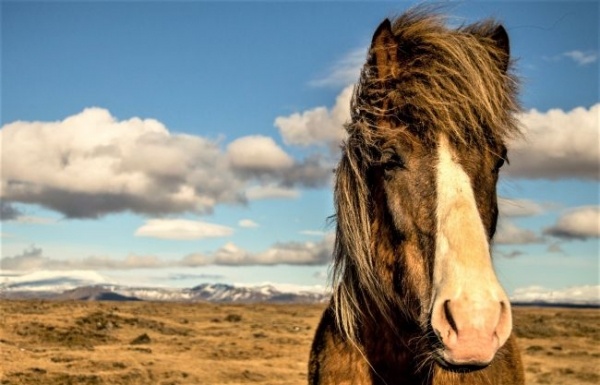 Nagy izlandi körutazás - csoportos utazás magyar idegenvezetéssel 2026.06.30.-07.07.