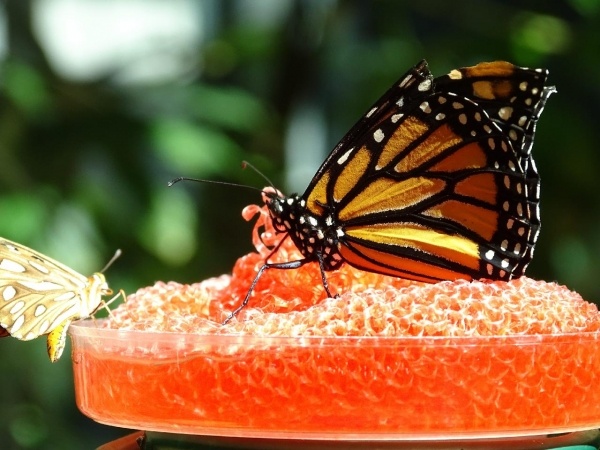 DUBAJ ÉS ABU DHABI CSODÁI ****