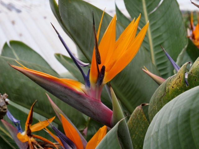 Adventi barangolás Madeira szigetén - csoportos csillagtúra pihenéssel