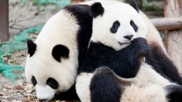KÍNAI KÖRUTAZÁS A TŰHEGYEK ÉS A PANDÁK FÖLDJÉN ****